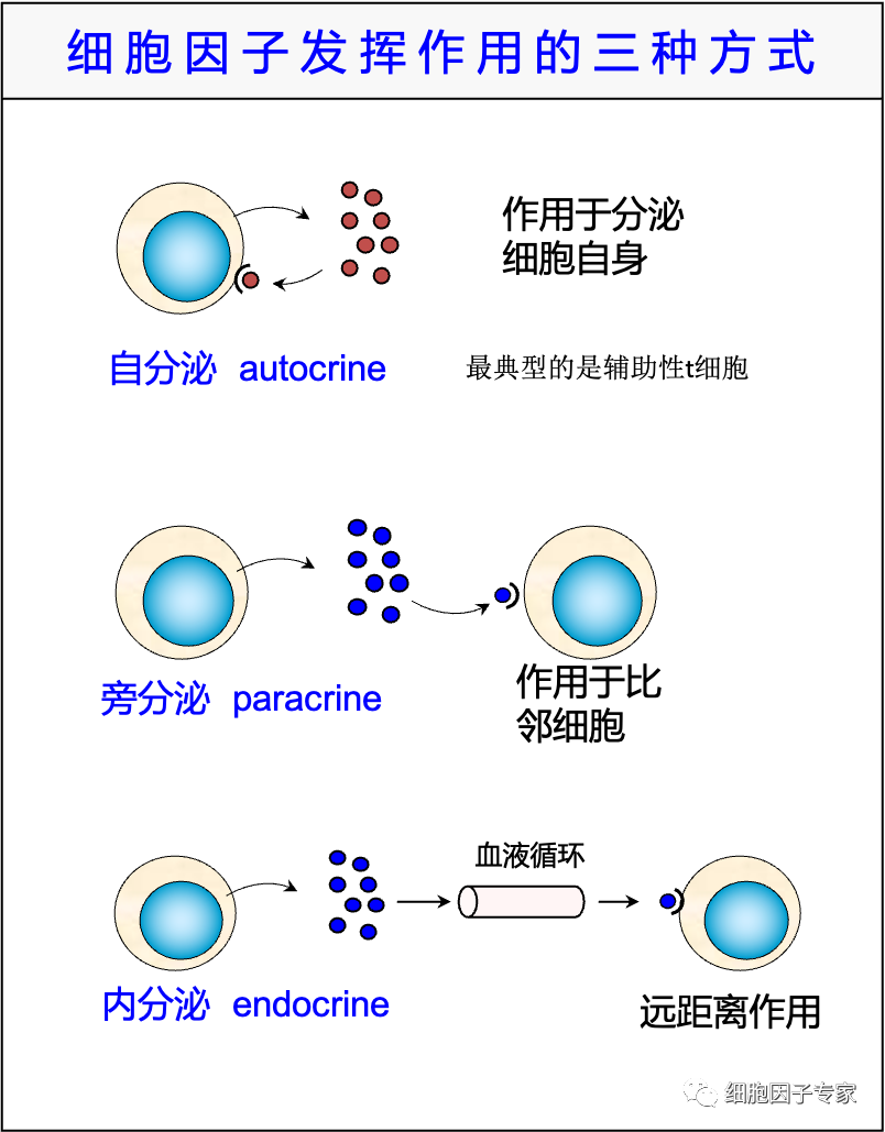 想全面了解細(xì)胞因子,一定要看完這篇文章噢